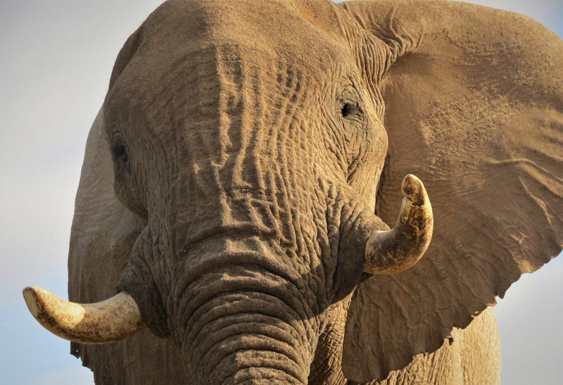 Namibie, Côte des squelettes, gros plan sur un éléphant | Au Tigre Vanillé