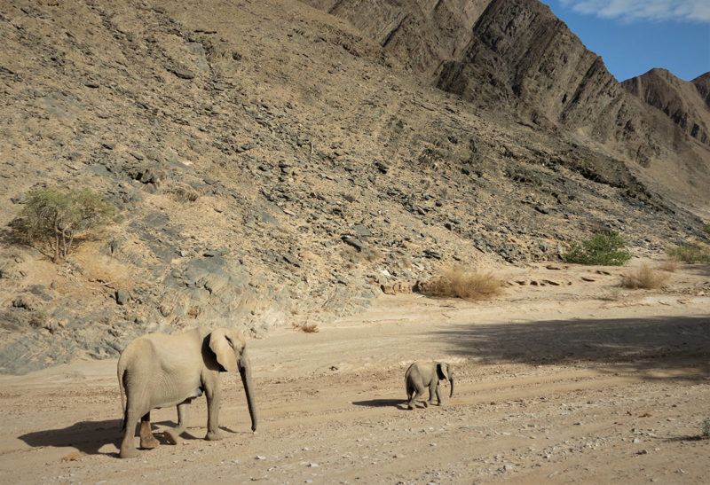 Namibie, Côte des squelettes, Un éléphant et sa mère | Au Tigre Vanillé