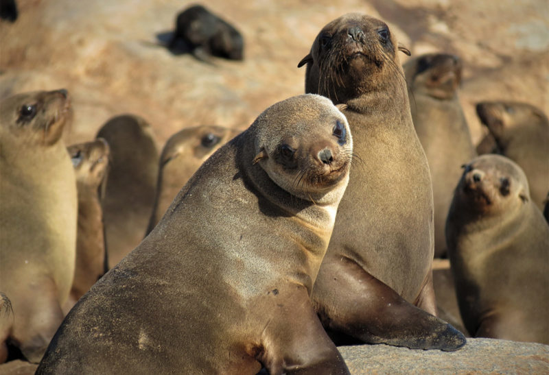 Namibie, Côte des squelettes, Plusieurs phoques posés sur la plage | Au Tigre Vanillé