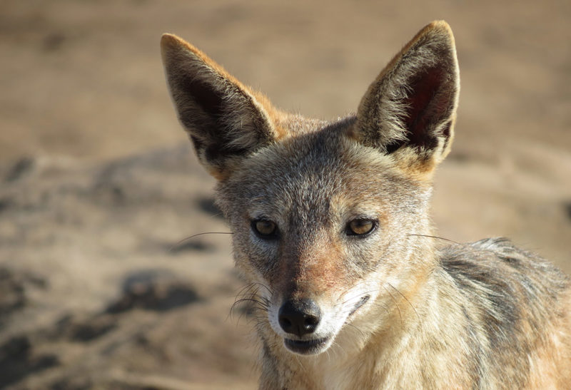 Namibie, Côte des squelettes, Un fénèque regarde au loin | Au Tigre Vanillé