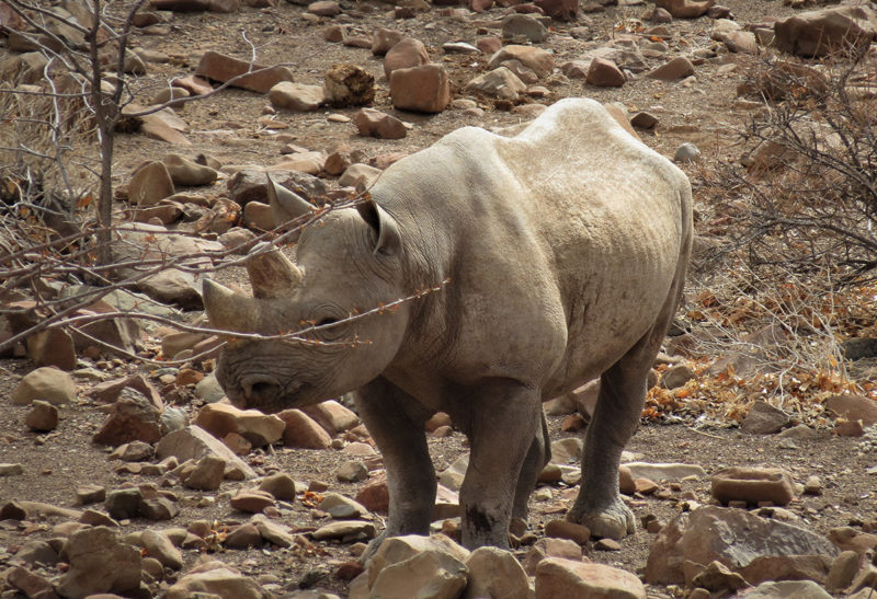 Namibie, Côte des squelettes, Un bébé rhinocéros dans le désert | Au Tigre Vanillé