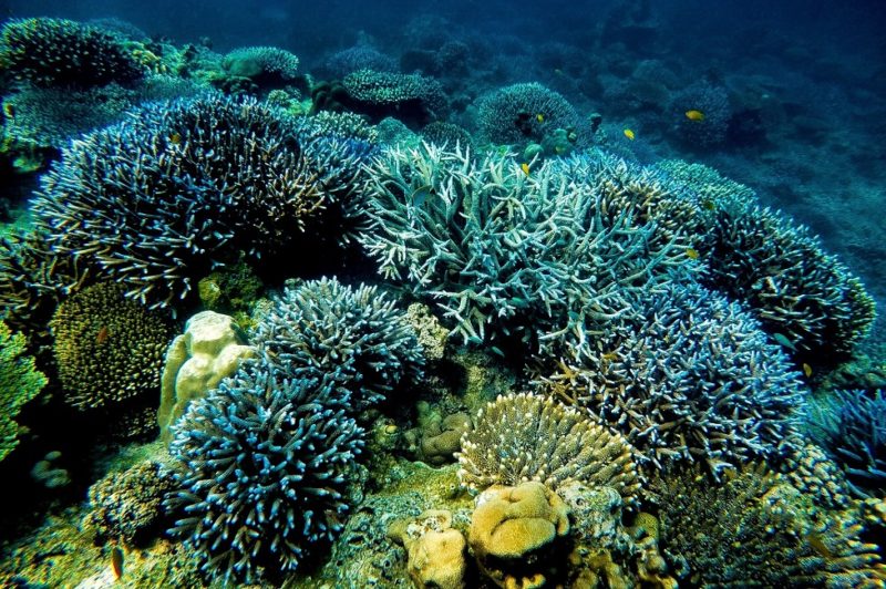 Récif de coraux à Khao Lak - Thaïlande | Au Tigre Vanillé