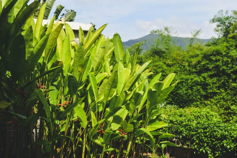 Montagne avec végétation tropicale à Koh Lanta - Thaïlande | Au Tigre Vanillé