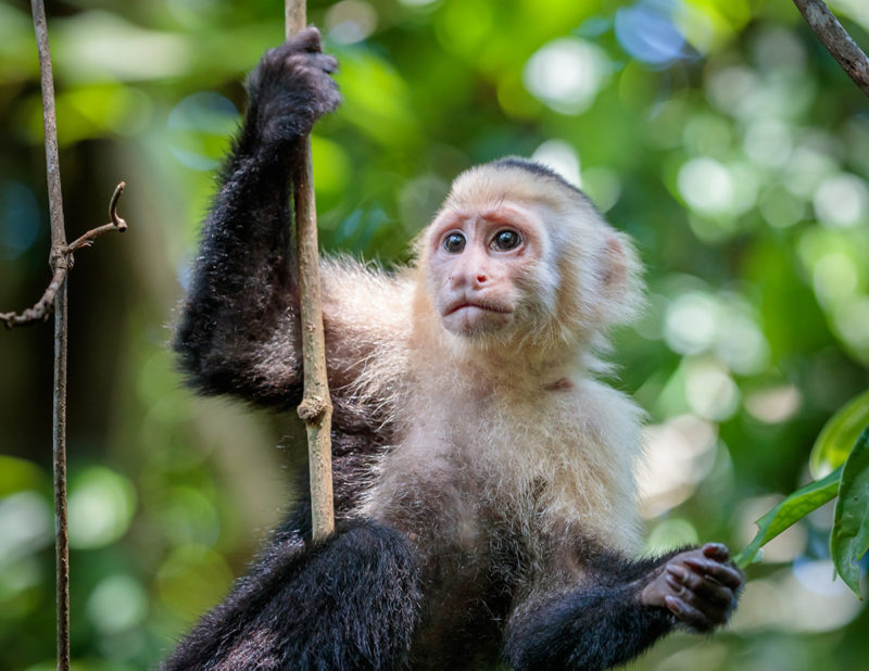 Singe sur une liane dans le parc national du Corcovado, Costa Rica | Au Tigre Vanillé