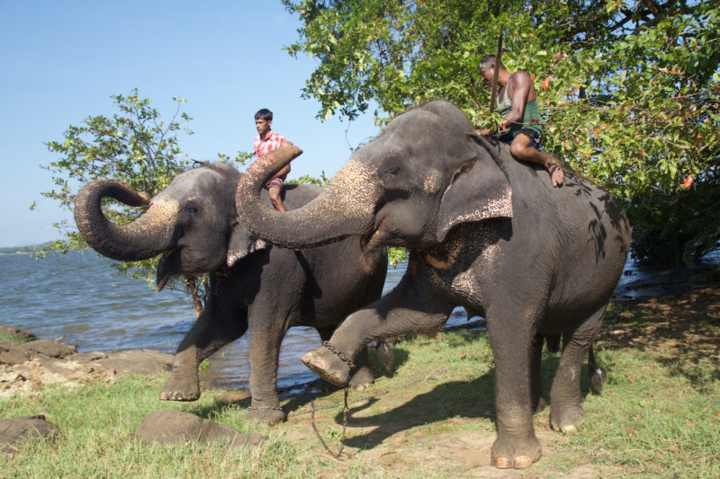 Sri Lanka, Deux cornacs sur leurs éléphants | Au Tigre Vanillé