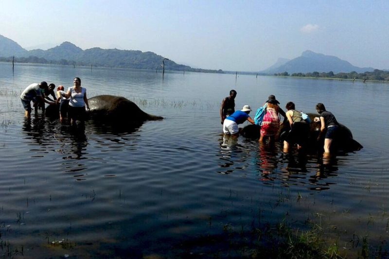 Sri Lanka, des enfants donnent le bain à deux éléphants | Au Tigre Vanillé