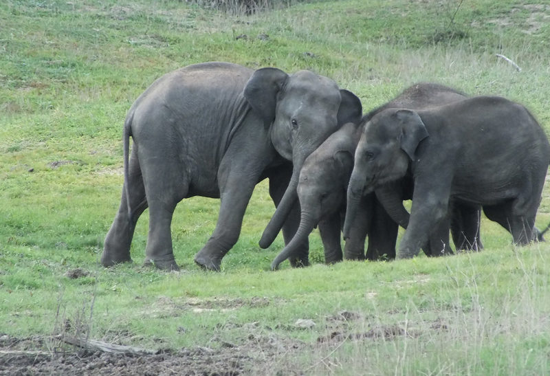 Sri Lanka, Parc Gal Oya, horde d'éléphants | Au Tigre Vanillé