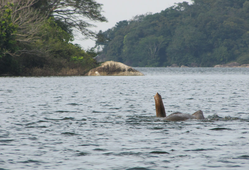 Sri Lanka, Parc Gal Oya, Eléphant dans le lac | Au Tigre Vanillé