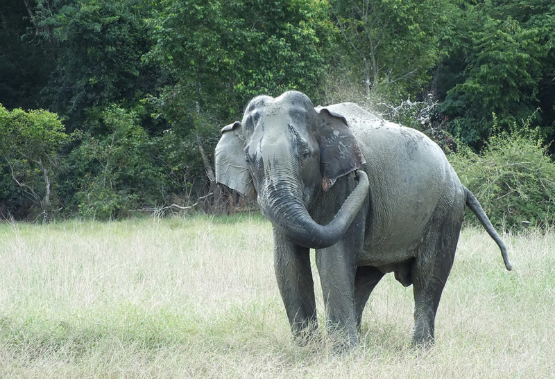 Sri Lanka, Parc Gal Oya, éléphant plein de boue | Au Tigre Vanillé