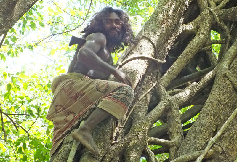 Sri Lanka, Parc Gal Oya, Un vedda monte à un arbre | Au Tigre Vanillé