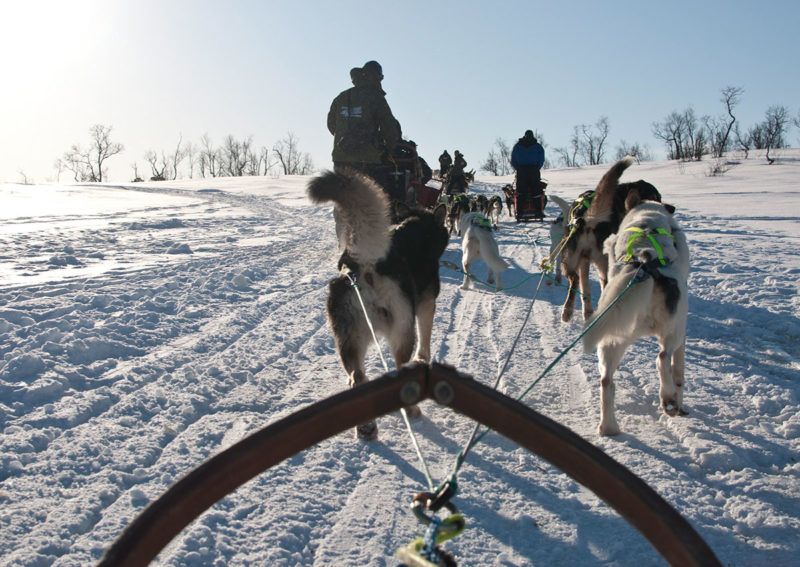 Laponie suédoise, chiens de traineau | Au Tigre Vanillé