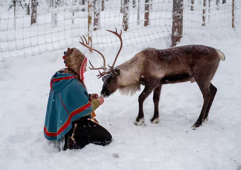 Laponie suédoise, renne et Sami | Au Tigre Vanillé