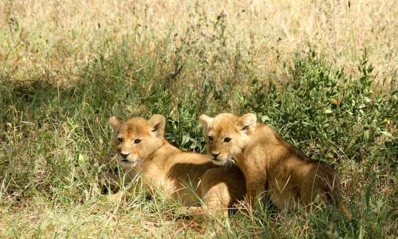 tanzanie-lions