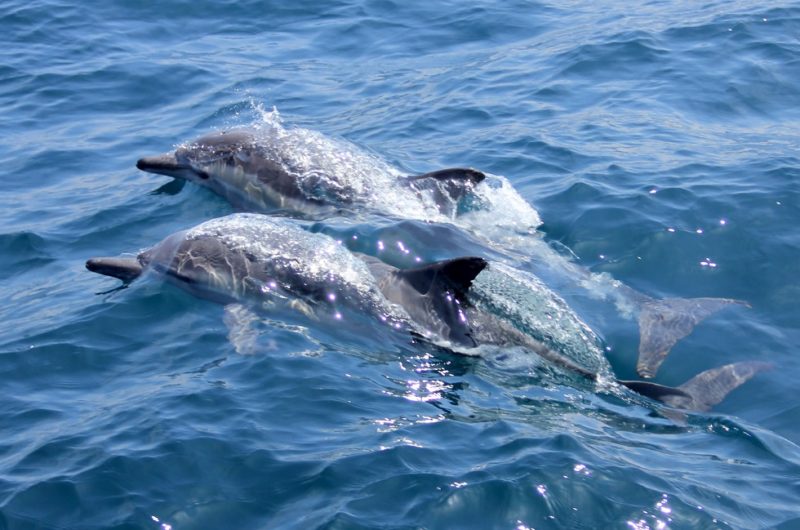 Sortie en mer d'observation des dauphins depuis Funchal - Madère | Au Tigre Vanillé