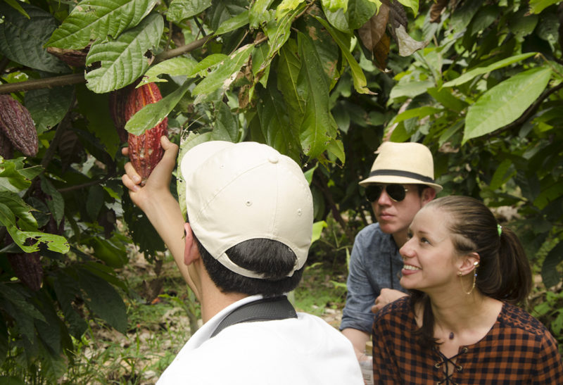 Culture du café à l'Hacienda Bambusa, Colombie | Au Tigre Vanillé