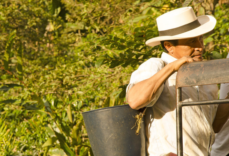 Culture du café à l'Hacienda Bambusa, Colombie | Au Tigre Vanillé