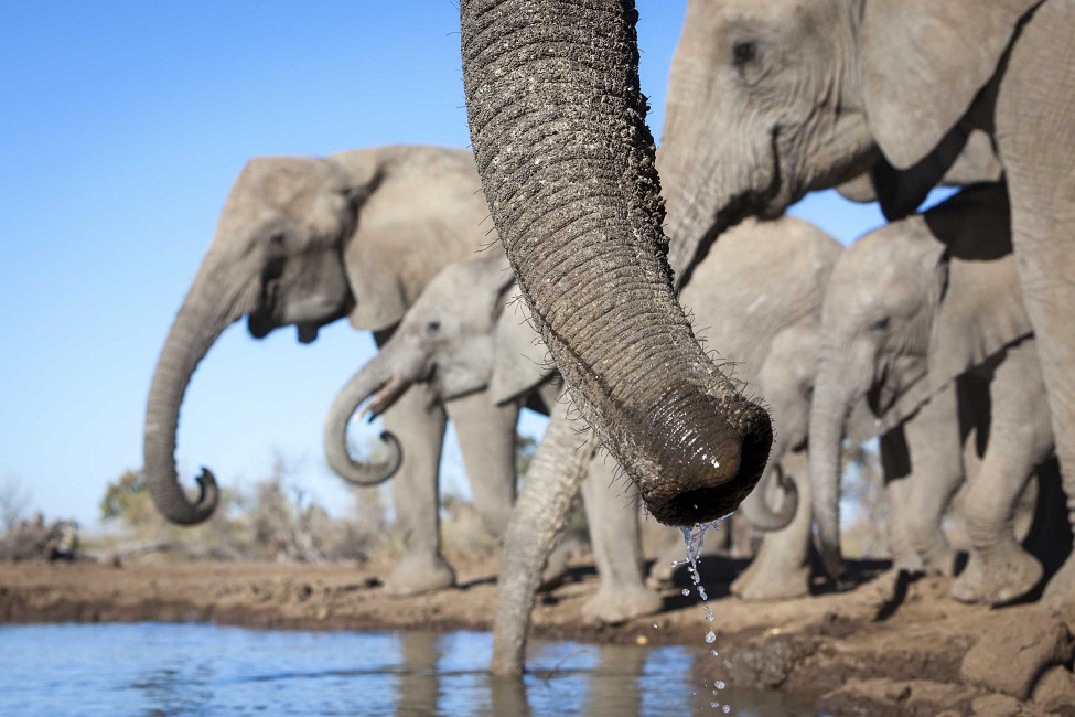 Elephant qui boivent à Tuli Game Reserve - Botswana | Au Tigre Vanillé