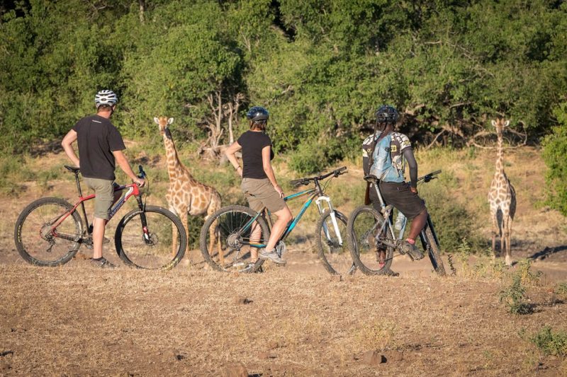 Safari à vélo à Tuli Game Reserve - Botswana | Au Tigre Vanillé