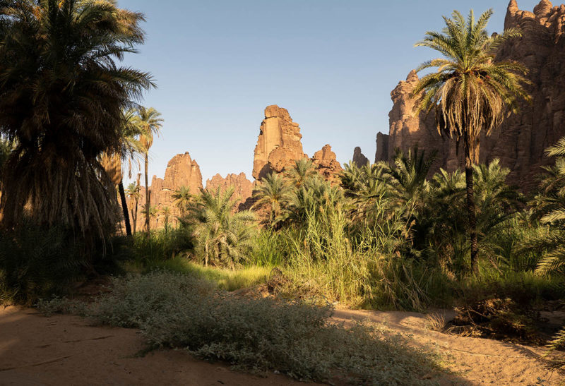 Arabie Saoudite, Tabuk, Oasis | Au Tigre Vanillé