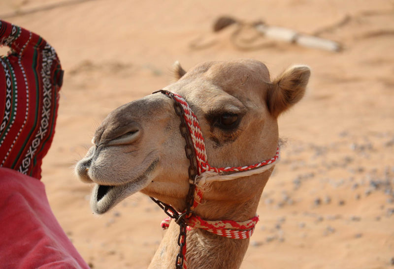 Arabie Saoudite, Riyad, chameau| Au Tigre Vanillé