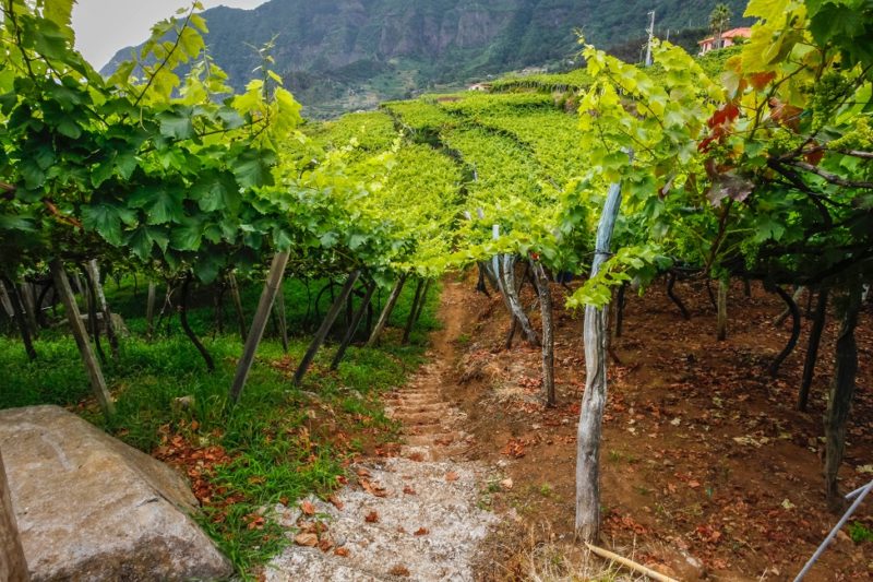Culture de vignes sur des falaises - Madère | Au Tigre Vanillé