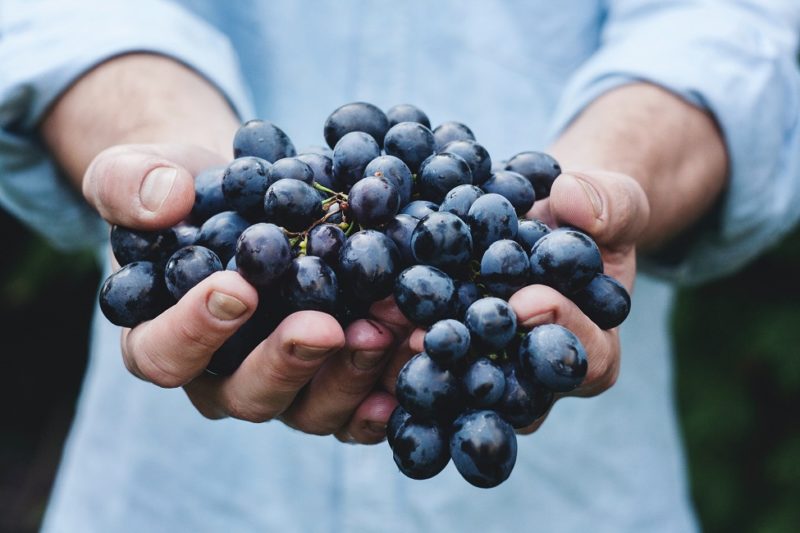 Producteur de vin à Porto Santo - Madère | Au Tigre Vanillé