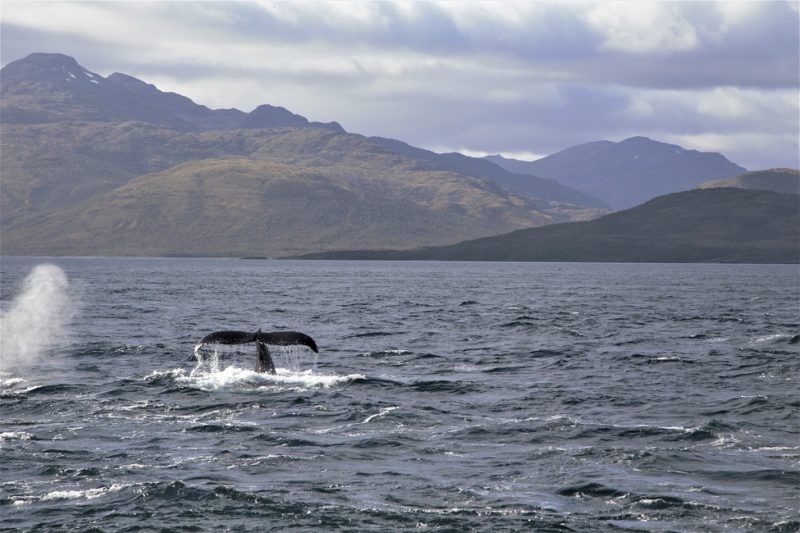 Queue d'une baleine en Terre de Feu - Chili | Au Tigre Vanillé