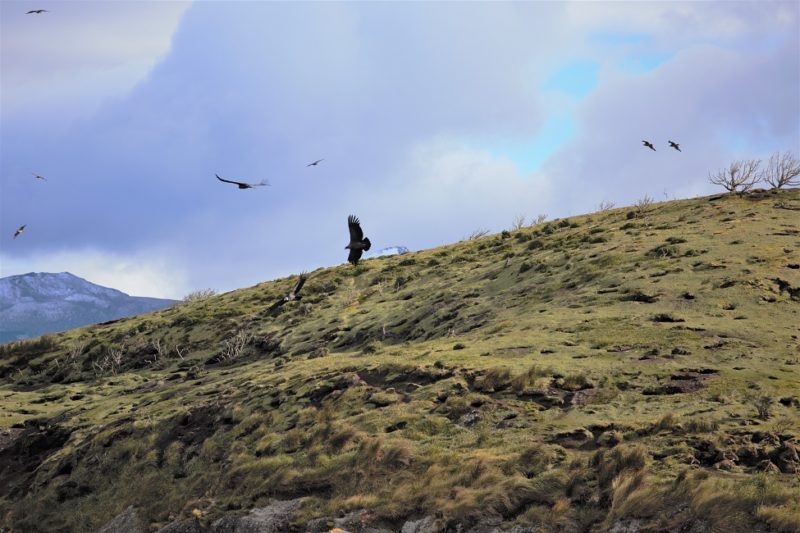 Cormorans qui volent en Terre de Feu - Chili | Au Tigre Vanillé