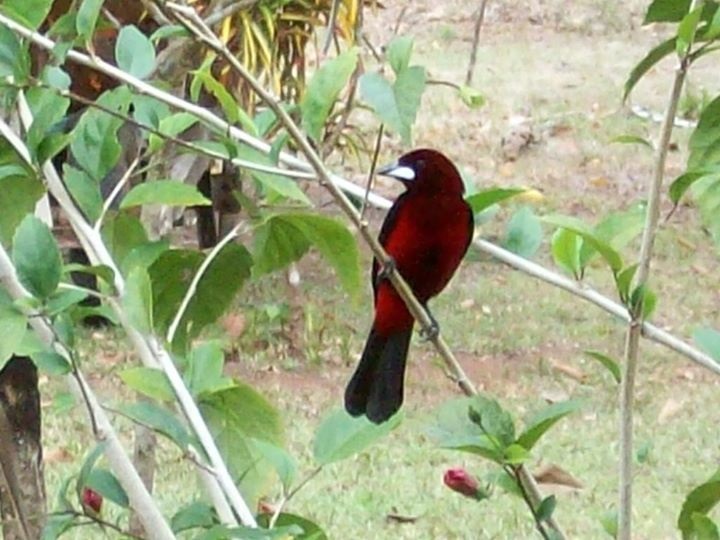 Oiseau sur l'île de Gobernadora - Panama | Au Tigre Vanillé