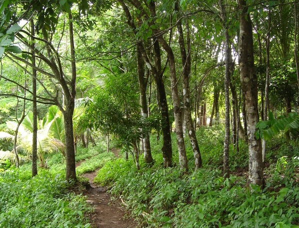 Randonner dans la forêt sur l'île de Gobernadora - Panama | Au Tigre Vanillé