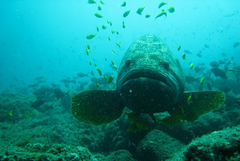 Snorkling sur l'île de Gobernadora - Panama | Au Tigre Vanillé