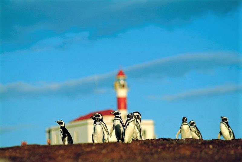 Manchots de Magellan à l'île de Magdalena vers Arenas en Patagonie - Chili | Au Tigre Vanillé