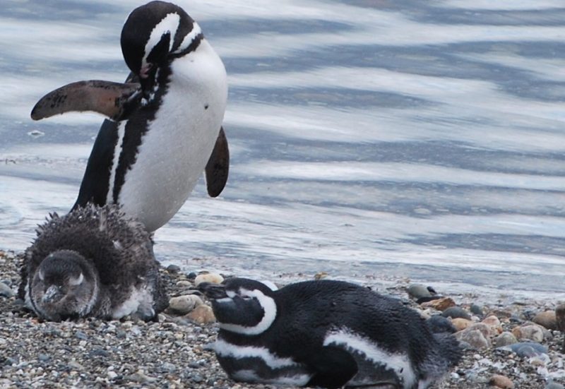 Manchot de Magellan à Punta Arenas en Patagonie - Chili | Au Tigre Vanillé