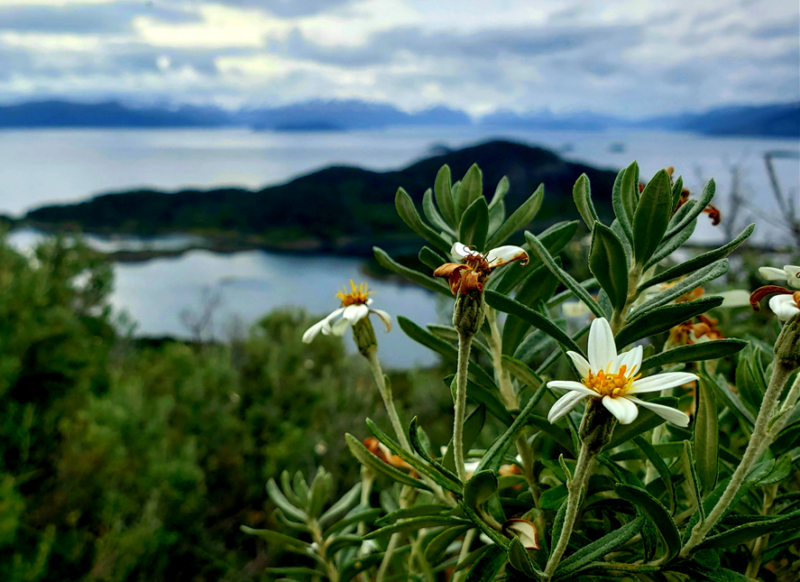Fleur sur l'île Navarino en Terre de Feu - Chili | Au Tigre Vanillé