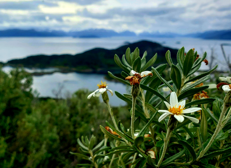 navarino-terre-feu-patagonie-chili Fleur sur l'île Navarino en Terre de Feu - Chili | Au Tigre Vanillé