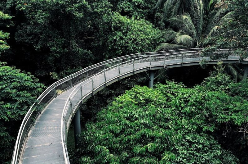 Passerelle sur la canopée - Singapour | Au Tigre Vanillé