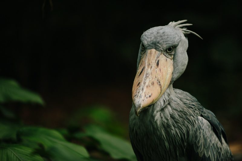 Oiseau au zoo - Singapour | Au Tigre Vanillé