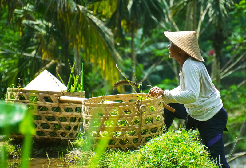 Un paysan dans une risière à Bali