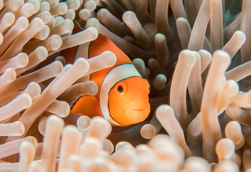 Sous les mers à Bali, un poisson dans le corail, en Indonésie | Au Tigre Vanillé