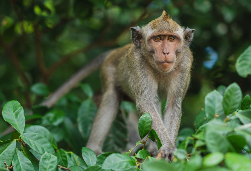 Un singe à Bali, en Indonésie | Au Tigre Vanillé