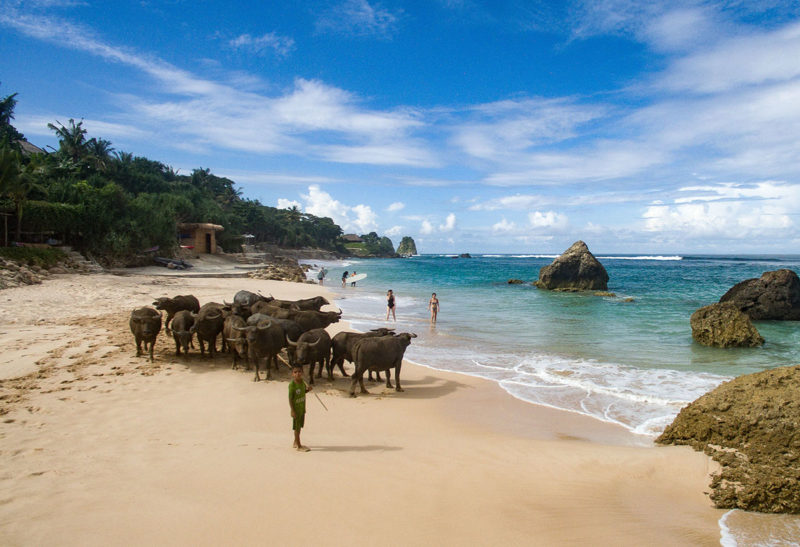 Plage à Sumba avec un jeune berger et ses boeufs, NIHI hôtel, Indonésie