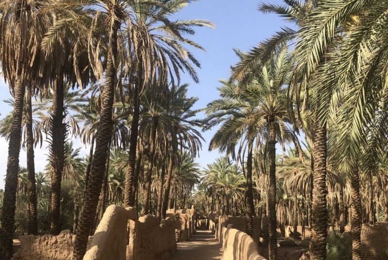 arabie-saoudite-dattes-villages