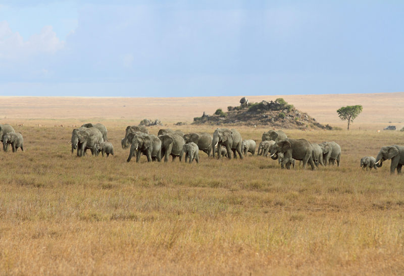safari-tanzanie-serengeti-elephants