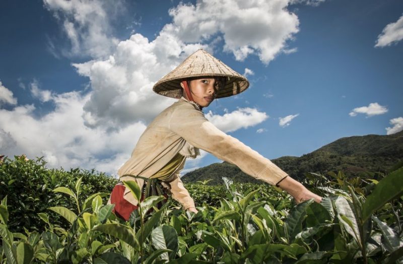 Une adolescente dans des cultures de thé