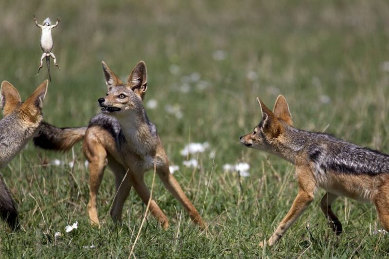 Des coyottes autour d'une grenouille qui saute