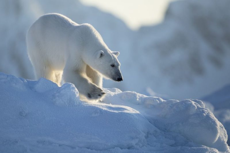 Un ours polaire dans la neige