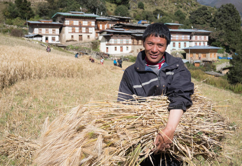 Bhoutan, un bhoutanais dans les champs récolte du blé