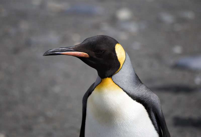 Un pingouin en Antarctique