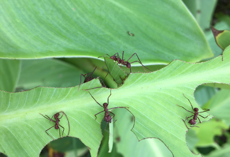 Costa Rica, des fourmis mangent une feuille