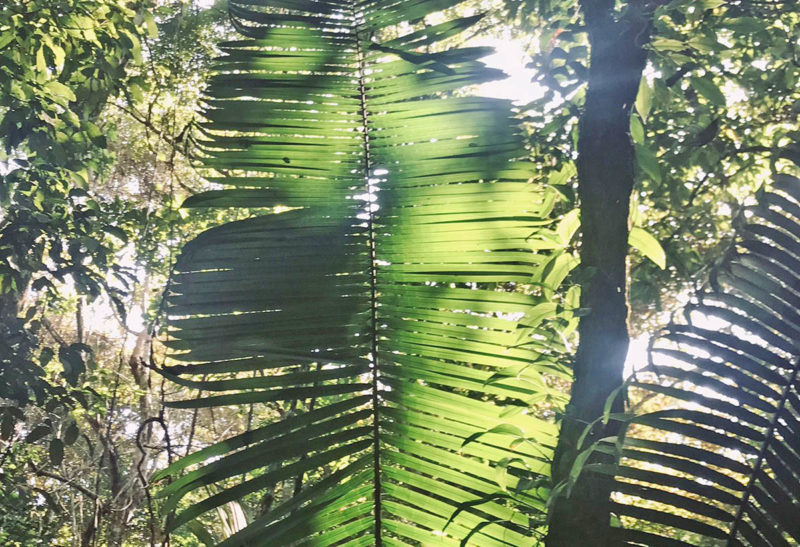 Costa Rica, une feuille de palmier énorme
